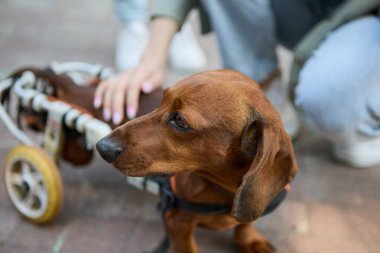 Hayvan sahibi tekerlekli sandalyede felçli bir dachshund 'a felç geçirtiyor. Sakat köpek at arabasında.
