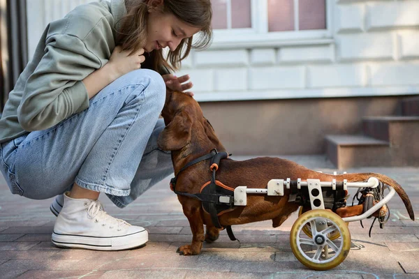 Владелец Молодой Собаки Гладит Инвалидную Таксу Инвалидном Кресле Белая Девочка — стоковое фото