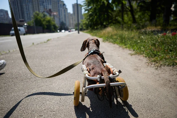 Paralyzed dog on a wheelchair on a walk in the city. Owner walking the handicapped dachshund outdoors