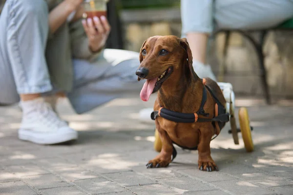Handicapped dog on a wheel chair. Disabled dachshund on a walk with the owner. Portrait of a paralyzed pet on a cart