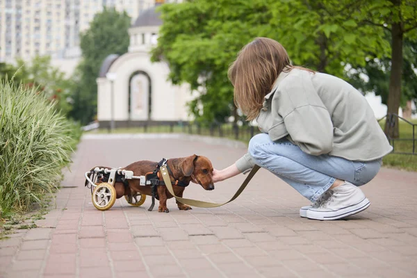 車椅子の上で障害者の犬と一緒に歩いている若い女の子 麻痺したダックスフントの世話をするペットの所有者 — ストック写真