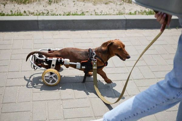 Active Handicapped Dog Wheel Chair Walking Leash Owner Paralyzed Pet — Stock Photo, Image