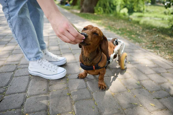 Owner giving a handicapped dog a treat. Girl feeding a paralyzed pet a snack on a walk