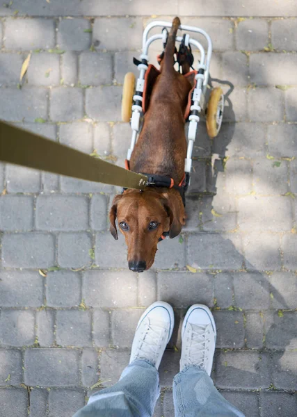 Handicapped dog on a wheelchair looking up at the owner. Cute dachshund on a wheel chair on a walk