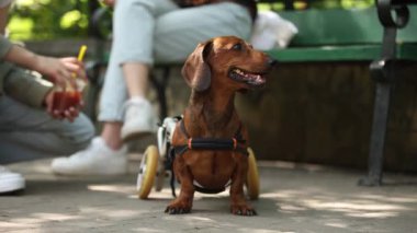 Tekerlekli sandalyede felçli dachshund köpeği. Parkta yaralı evcil hayvan arabasıyla takılan kızlar. Tekerlekli sandalyedeki kötürüm hayvan sahibi ile parkta yürürken çekilmiş. 