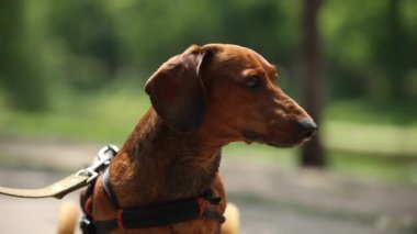 Tekerlekli sandalyedeki kötürüm köpek dışarıda sahibinin tasmasıyla yürüyor. Arabadaki belden aşağısı felçli hayvan yakından çekilmiş.