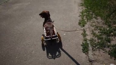 Tasmayla yürüyen felçli dachshund köpeği. Tekerlekli sandalyedeki belden aşağısı felçli hayvan dışarıda geziyor. Sahibi ile gezerken tekerlekli sandalyede duran engelli bir hayvan.