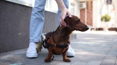 Sahibi felçli hayvanı tekerlekli sandalyede okşuyor. Belden aşağısı felçli bir köpekle yürüyen genç bir kadın.