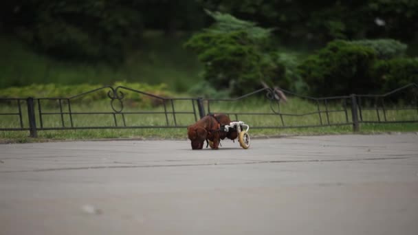 Активная Собака Инвалидной Коляске Бегущая Улице Парализованная Такса Повозке Парке — стоковое видео