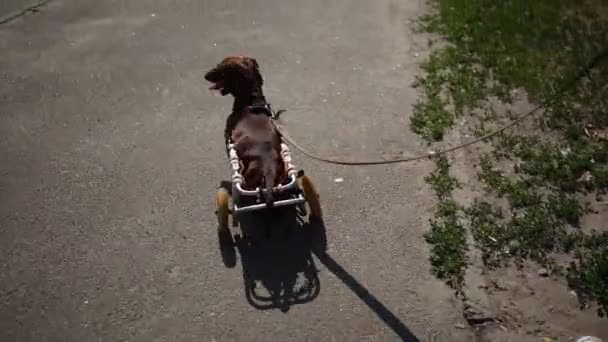 Verlamde Teckel Hond Loopt Aan Een Riem Paraplegic Huisdier Een — Stockvideo