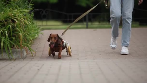 Паралізована Собака Кріслі Ходить Повідку Активна Паралельна Тварина Візку Йде — стокове відео