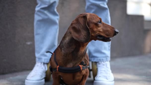 Paralyzed Dachshund Dog Wheel Chair Portrait Handicapped Pet Owner Outdoor — Stock Video