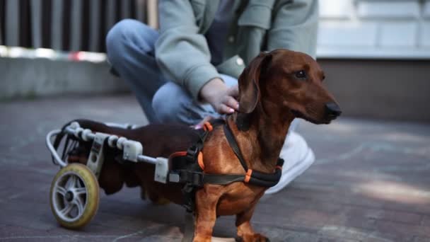 愛の所有者は 麻痺した犬を車椅子にペット 近くで撮影されたカートの上にパラプレジックダックスフント — ストック動画