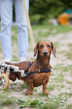 Tekerlekli sandalyede yürüyen belden aşağısı felçli bir köpek. Felçli kahverengi bir daksund 'un el arabasındaki portresi.