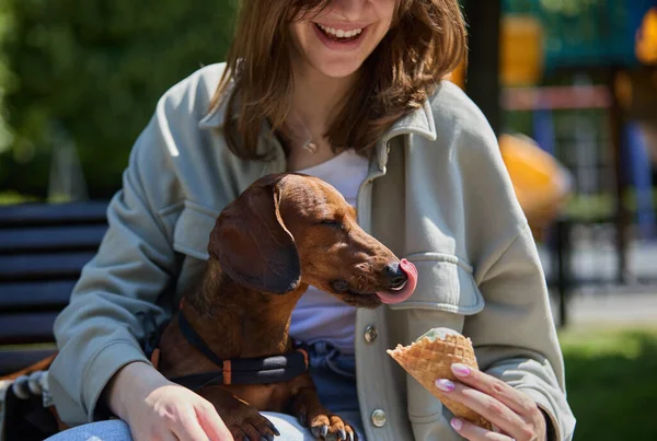 爱她的主人用冰淇淋宠坏了她的宠物 快乐的小女孩在轮椅上给瘫痪的腊肠狗喂食 — 图库照片