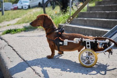 Aktif belden aşağısı felçli köpek, tekerlekli sandalyede tasmayla yürüyor.