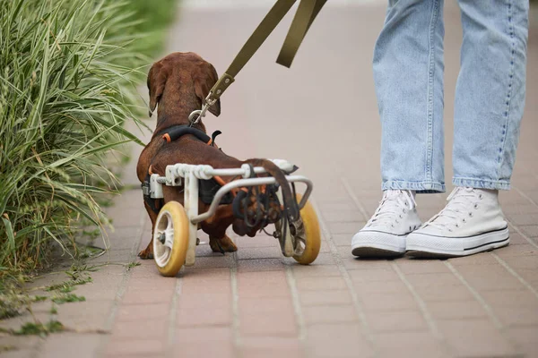 Girl walking a paraplegic pet on a leash. Dog owner taking care of a paralyzed dachshund