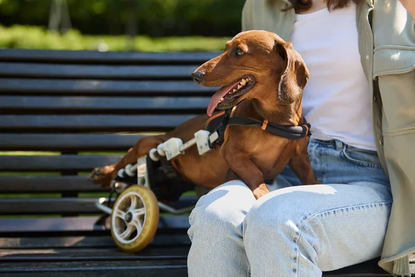 Собака Инвалид Инвалидном Кресле Сидит Скамейке Владельцем — стоковое фото