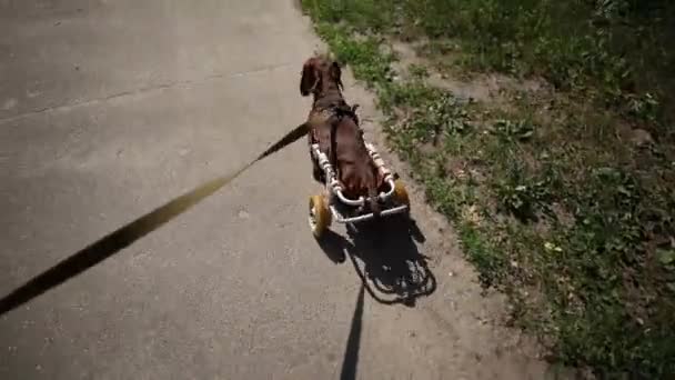 Paraplegic Dachshund Wheelchair Walking Leash Paralyzed Pet Living Active Life — Stockvideo