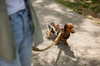 Tekerlekli sandalyedeki engelli köpek sahibinin tasmasıyla yürüyor.