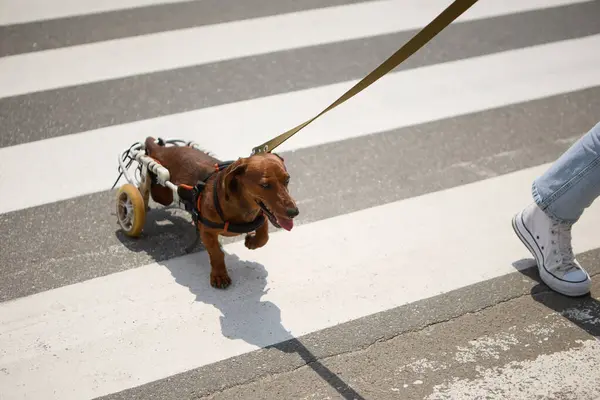 Paralysed dachshund dog in a wheelchair walking on a leash