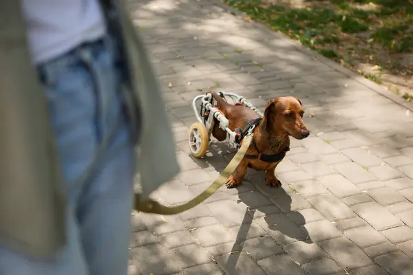 Handicapped dog in wheelchair walking on a leash with the owner