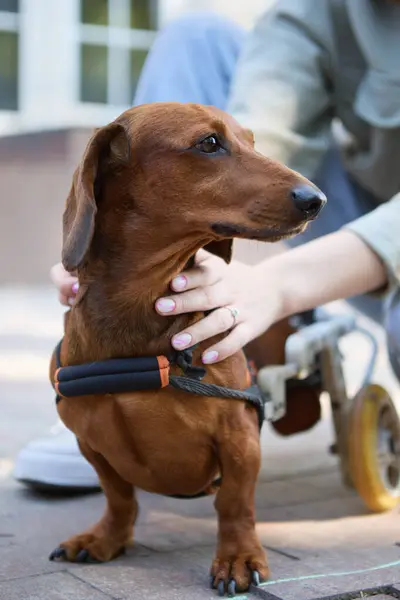 Tekerlekli sandalyedeki engelli dachshund 