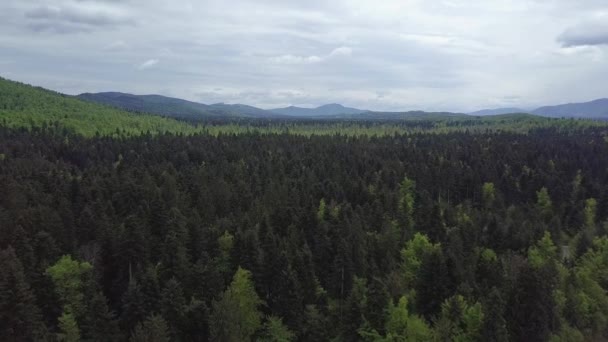 Lot Dronem Lotniczym Nad Zielonymi Drzewami Leśnymi Słowenii — Wideo stockowe
