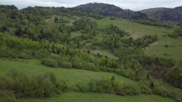 Vallée Verte Dans Les Montagnes Des Carpates Couverte Arbres Forestiers — Video