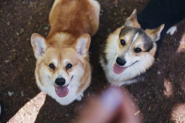 Corgis abur cubur istiyor. Bir çift şirin Pembroke Galli Corgi köpeği yukarı bakıyor.