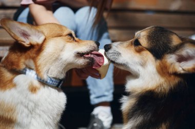 Corgis dondurma yiyor. Tatlı Corgi yavruları atıştırmanın tadını çıkarıyor.