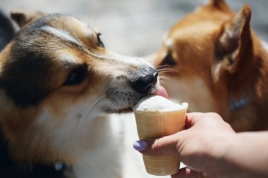 Corgi dondurma yalıyor. Şirin Pembroke Galli Corgi köpeği ziyafet çekiyor.