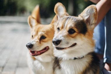 Bir çift sevimli Corgi. İki şirin Pembroke Welshi Corgi köpeğinin portresi