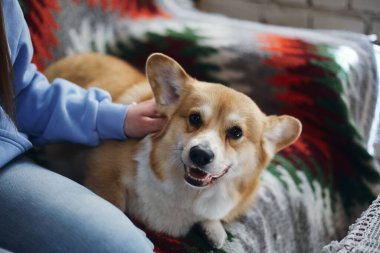 Corgi köpek sahibi ile kanepede oturuyor.