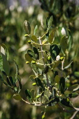 Yeşil zeytin dalı uzatır