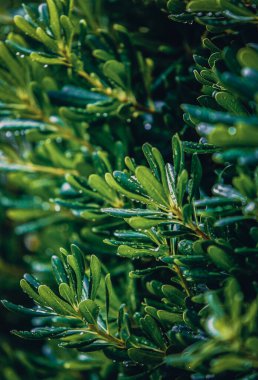 Hırvatistan 'da yetişen yeşil Bonsai Podocarpus Macrophyllus (porsuk eriği çamı olarak da bilinir) bitkisi