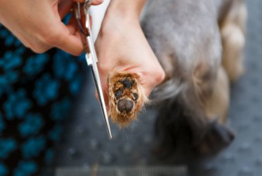 Evcil hayvan tımarcısı kuaförde makasla köpek saçı kesiyor.
