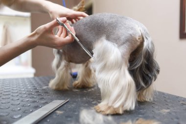 Evcil hayvan tımarcısı, saç makasıyla kesiyor. Profesyonel hayvan bakımı servisi. Küçük Yorkshire teriyer köpeği tımar ediliyor.