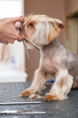 Hayvan bakıcısı veteriner kliniğinde Yorkshire 'lı bir köpek yavrusuyla ilgileniyor. Profesyonel hayvan bakımı servisi.