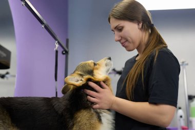 Hayvan bakıcısı Pembroke Welsh Corgi köpeğine bakıyor. Veterinerde profesyonel hayvan bakımı hizmeti