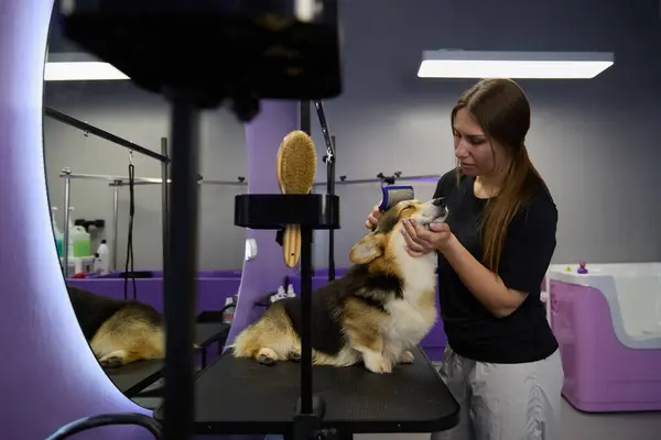 Pet groomer brushing corgi on a table in a grooming salon. Professional animal hygiene and health care service