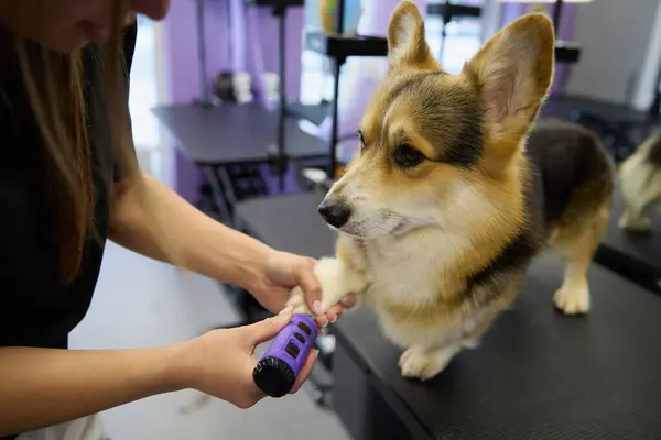Pet groomer grinding dog\'s nails. Specialist takes care of a purebred Pembroke Welsh Corgi puppy in a vet clinic