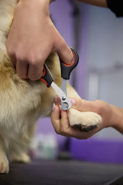 Groomer clipping dog\'s nail with clippers in close up