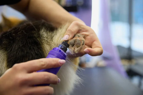 Groomer grinding dog\'s nails with a rotary dremel tool in a vet clinic