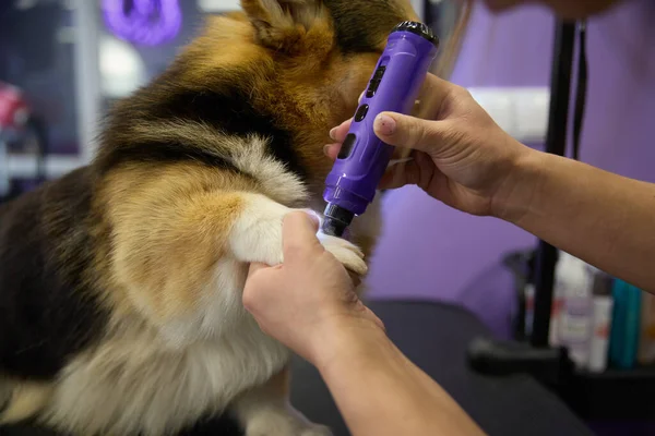 Pet groomer grinding dog\'s nails with a rotary grinder tool in close up.