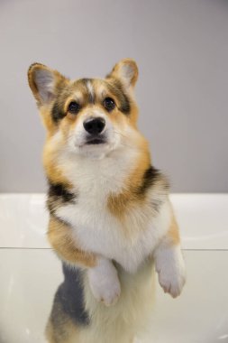 Evcil hayvan kuaföründe banyo yapan Corgi köpeği. Şirin Pembroke Galli Corgi köpeği yürüyüş sonrası yıkanmayı bekliyor.