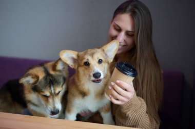Köpek sahibi bir kafede Corgislerle oynuyor. Saf Pembroker Galli Corgi köpeklerine sarılan mutlu genç bir kadın.