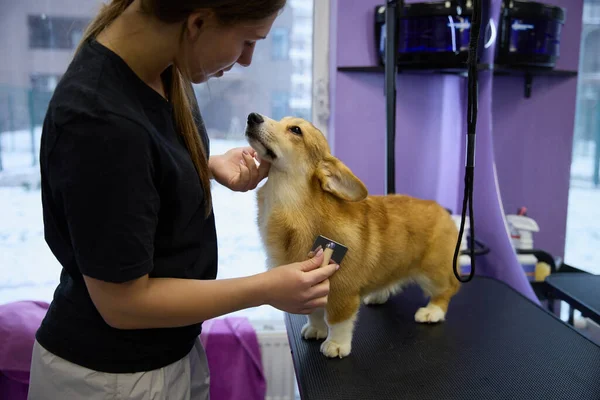 Pet groomer brushing little brown corgi dog. Professional animal grooming service in a vet clinic