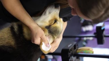 Veteriner köpeğinin kulaklarını pamukla temizliyor. Evcil hayvan tımarcısı bir Corgi köpeğine bakar.