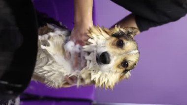 Küvette yıkanan tatlı Corgi köpeği. Profesyonel hayvan bakımı servisi.